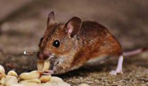 24 Hour & Emergency Exterminators in Sussex, NC
